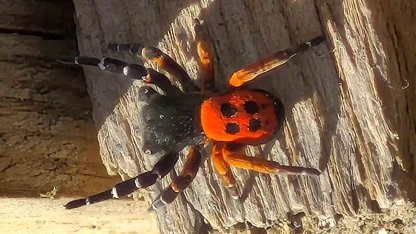 Akdeniz ve Orta Asya’nın nadir türü Elazığ’da ortaya çıktı