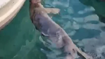 Akyarlar’da yavru Akdeniz foku ilgi odağı oldu