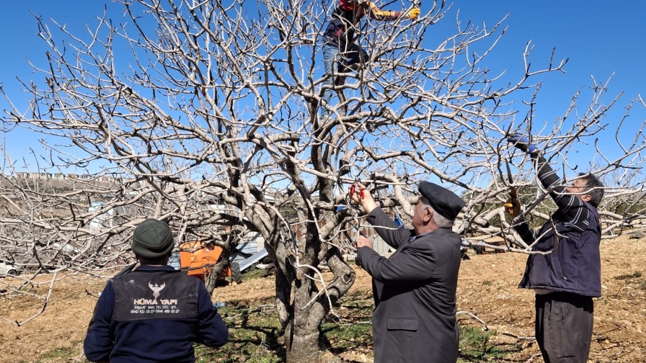 Antep fıstığında bakım ve budama zamanı