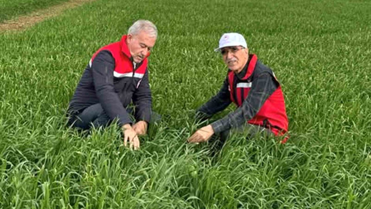 Araban Ovası’nda etkili olan yağışların buğday ve arpa ekili alanlara zararı incelendi