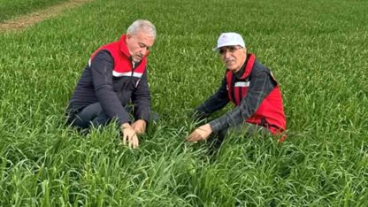 Araban Ovası’nda etkili olan yağışların buğday ve arpa ekili alanlara zararı incelendi