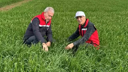 Araban Ovası’nda etkili olan yağışların buğday ve arpa ekili alanlara zararı incelendi