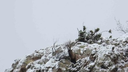 Av yasağı başladı