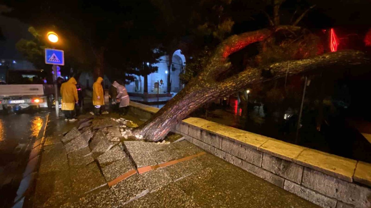 Aydın kent merkezinde faciadan dönüldü: Asırlık çam ağacı devrildi