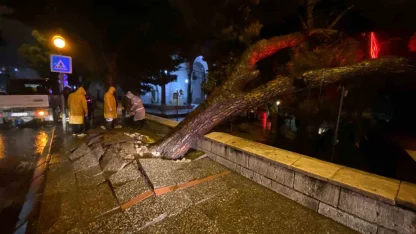 Aydın kent merkezinde faciadan dönüldü: Asırlık çam ağacı devrildi