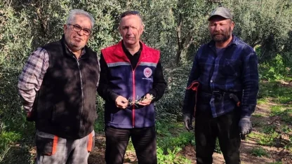 Aydın’da zeytin bahçeleri kontrol edildi