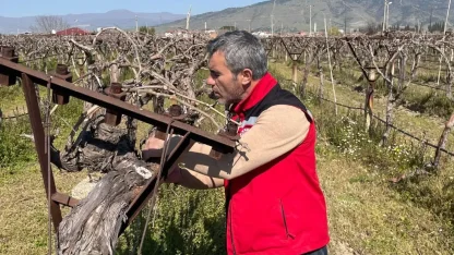 Bağlarda hastalık ve zararlı kontrolü yapılıyor