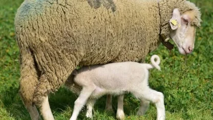 Bahar geldi kuzular anneleri ile buluştu