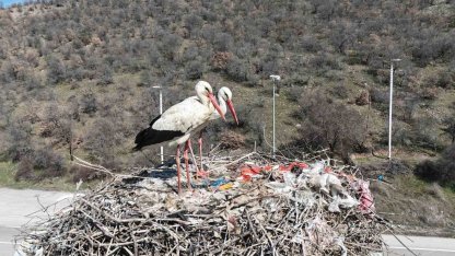 Baharın habercisi olan leylekler, Ankara’ya ulaştı