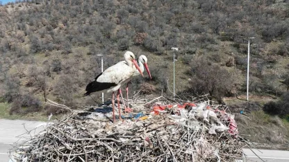 Baharın habercisi olan leylekler, Ankara’ya ulaştı
