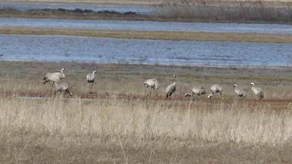 Baharın ilk habercilerinden turnalar kendini gösterdi