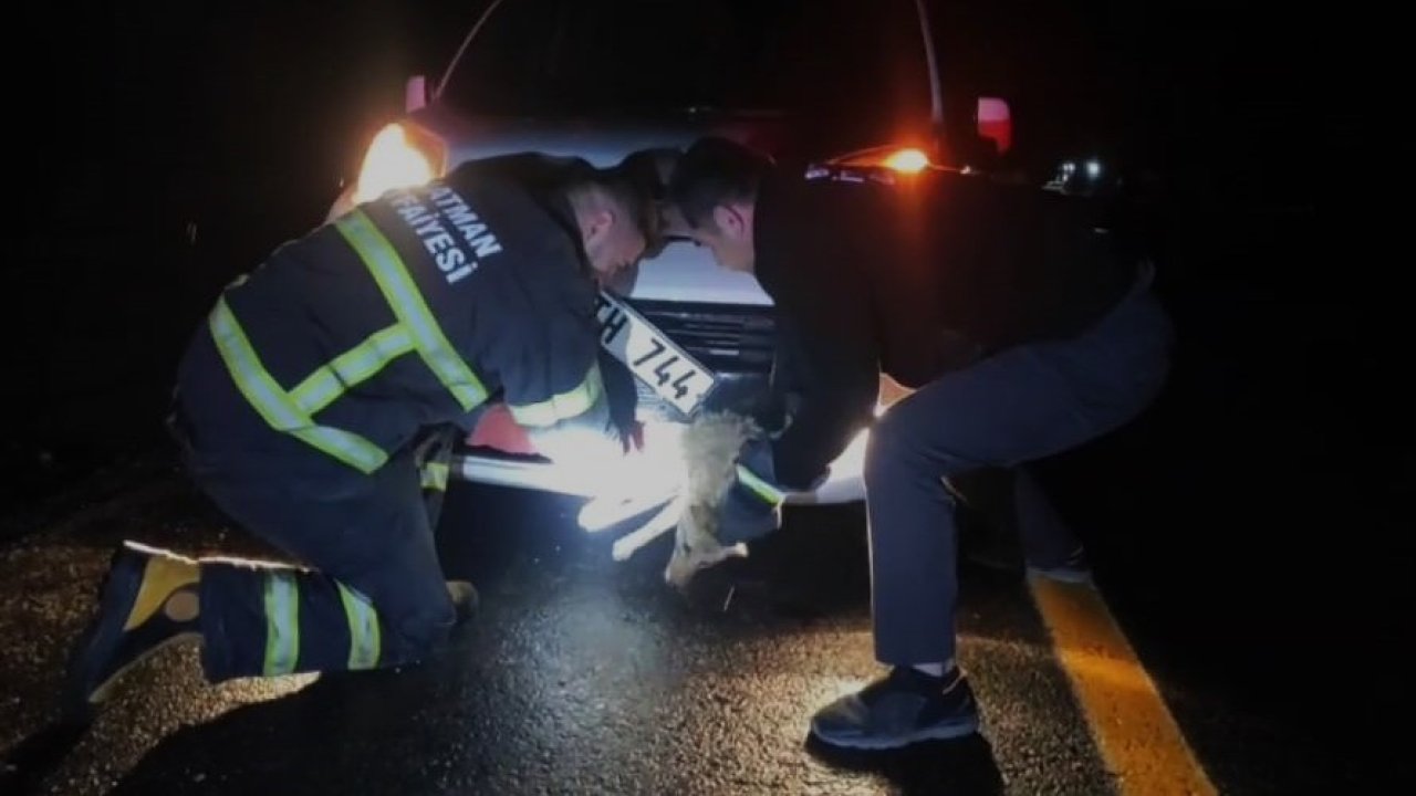 Batman’da çarpma sonucu aracın tamponuna sıkışan tilki kurtarıldı
