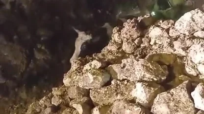 Batman’da fırtınada 2 katlı taş bina çöktü: Enkaz altında kalan 5 büyükbaş hayvan kurtarıldı