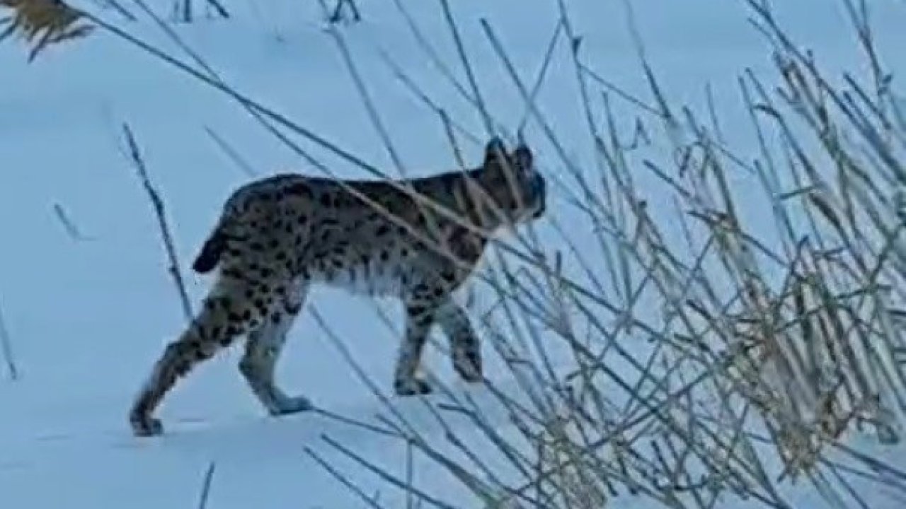 Bayburt’ta karlı arazide görülen vaşak vatandaşları heyecanlandırdı