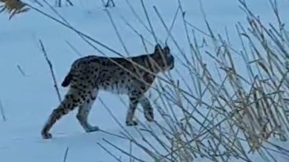 Bayburt’ta karlı arazide görülen vaşak vatandaşları heyecanlandırdı