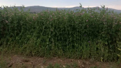 Bayburt’ta yüzde 50 hibeli bezelye tohumu desteğinde başvurular 23 Mart’ta başlıyor