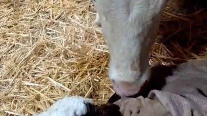 Bayram sabahı doğan buzağıyı görünce türküler söyledi