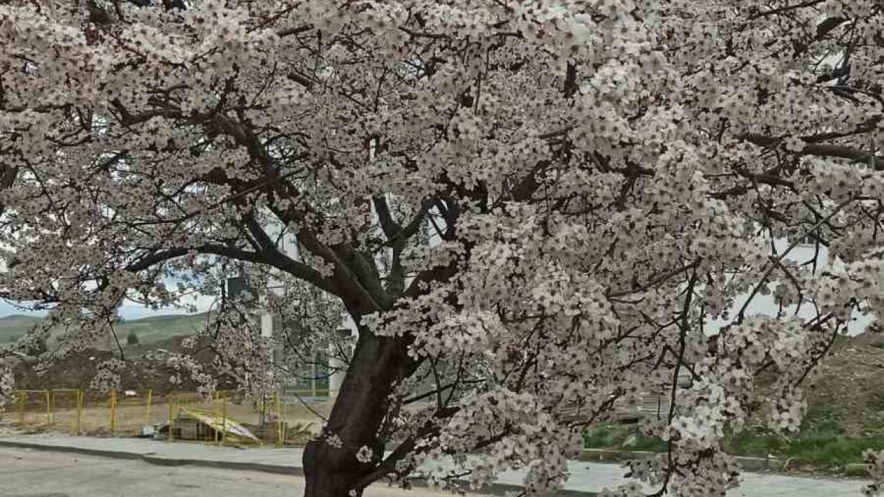Beypazarı’nda badem ve kayısı ağaçları çiçek açtı