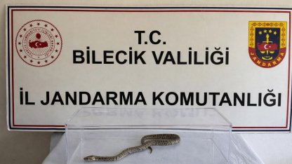 Bilecik’te nesli tükenmekte olan piton yılanı yakalandı