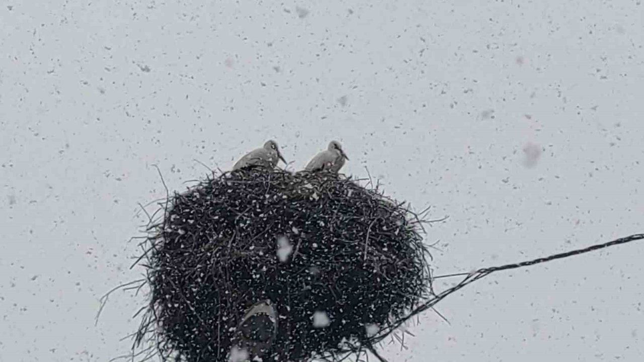 Bingöl’e erken gelen leylekler kara yakalandı