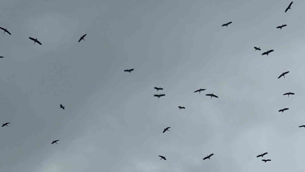"Bolluk" müjdecisi leylek sürüsü Bursa semalarında görüldü