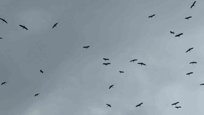 "Bolluk" müjdecisi leylek sürüsü Bursa semalarında görüldü
