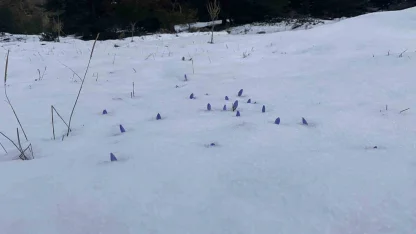 Bolu’da açan çiğdemler kar altında kaldı