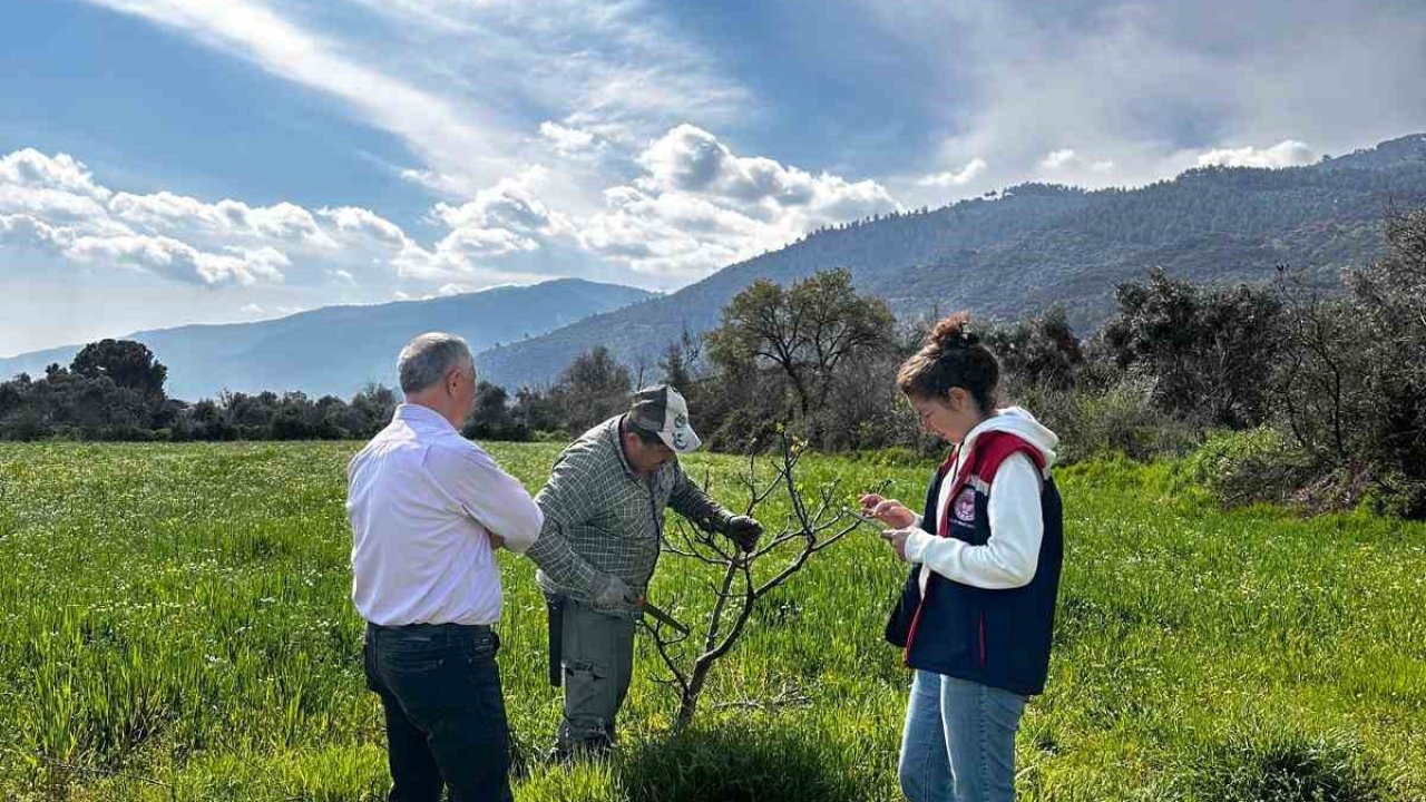 Bozdoğan İlçe Tarım ve Orman Müdürlüğü ekipleri ilek bahçesinde bakım yaptı