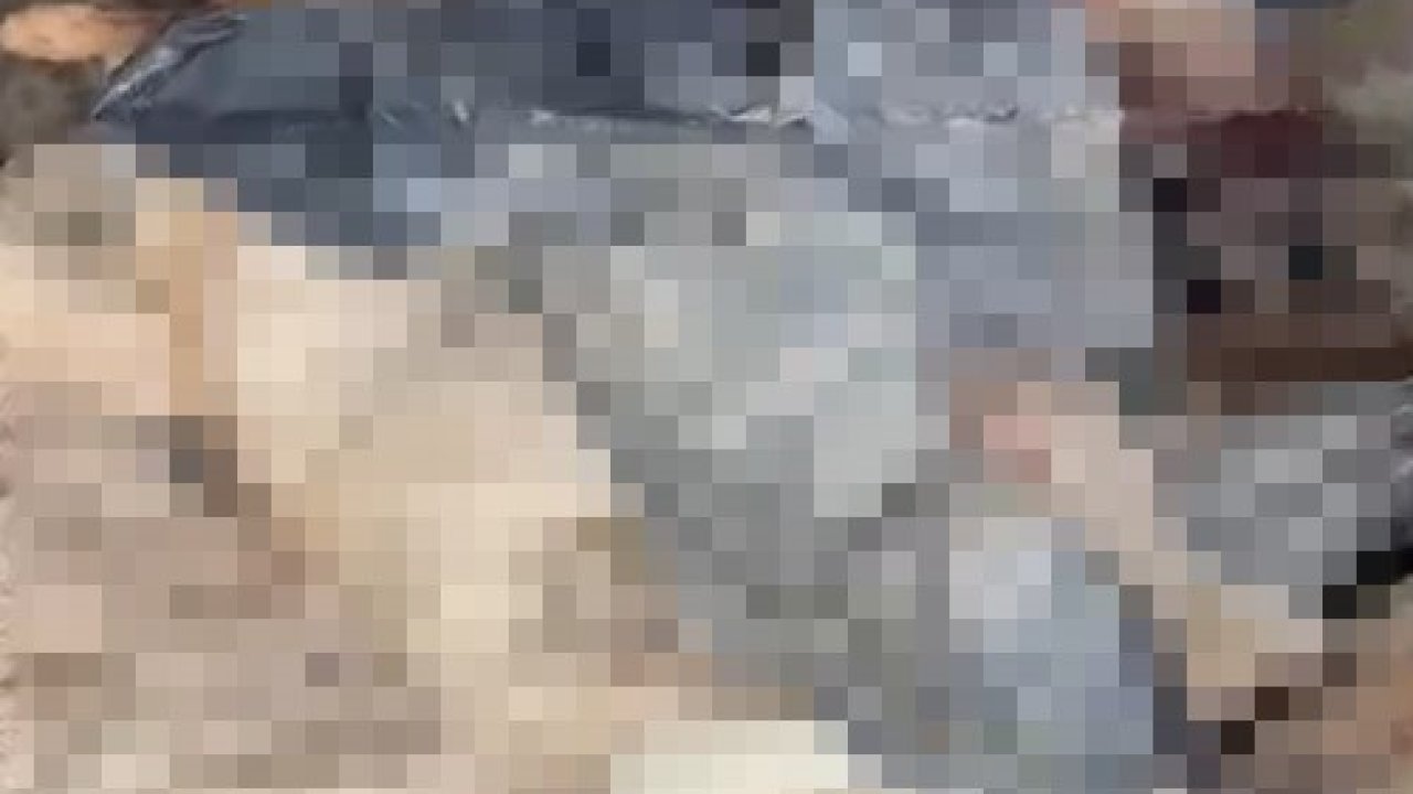 Bozüyük’teki barınak skandalına bir yenisi daha eklendi