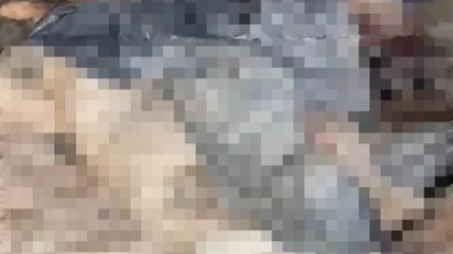 Bozüyük’teki barınak skandalına bir yenisi daha eklendi