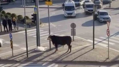 Bursa’da kaçan boğa trafiği karıştırdı, Ankara yolunda metrelerce koştu