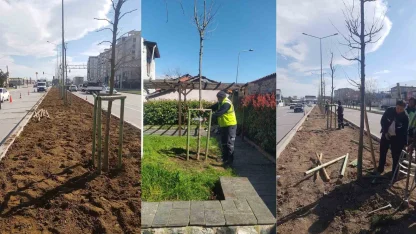 Bursa’nın 700 yıllık mirası 700 çınarla kök salıyor