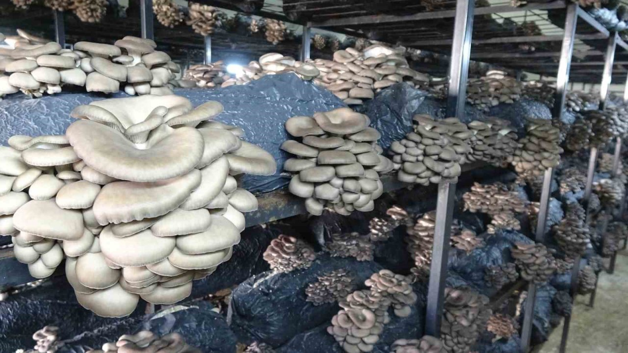 Çarşamba’da istiridye mantarı üretimi artıyor