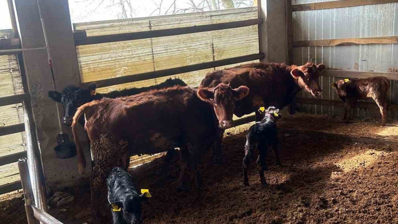 Çaycuma’da yeni doğan buzağılar kayıt altına alındı