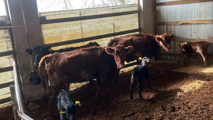 Çaycuma’da yeni doğan buzağılar kayıt altına alındı