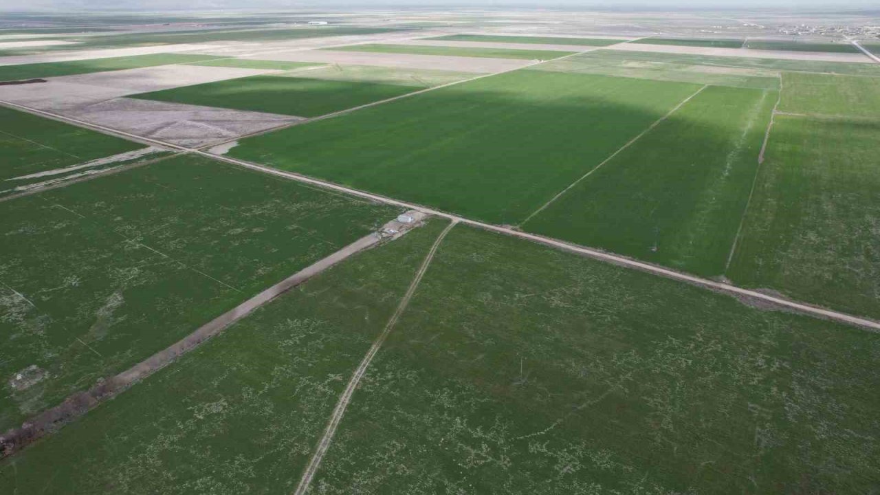 Çiftçilere hububata hastalık gelmeden erken müdahale uyarısı