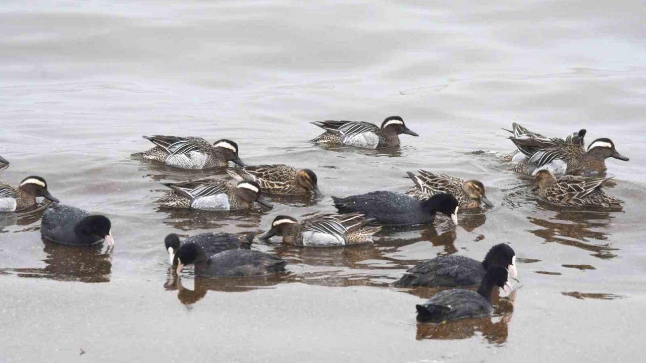 Çıkrıkçın ördekleri Van Gölü sahilinde görüntülendi
