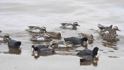 Çıkrıkçın ördekleri Van Gölü sahilinde görüntülendi