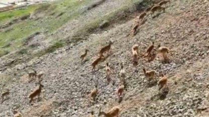 Dağ keçileri Palu Kalesi’nde