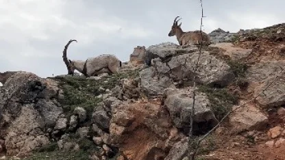 Dağ keçileri sürü halinde görüntülendi