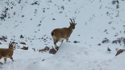 Demirkazık’ta yaban hayatı için yemleme çalışmaları sürüyor
