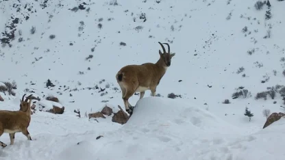 Demirkazık’ta yaban hayatı için yemleme çalışmaları sürüyor