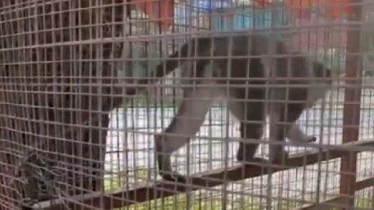 Denizli’de 3 örümcek maymunu ele geçirildi