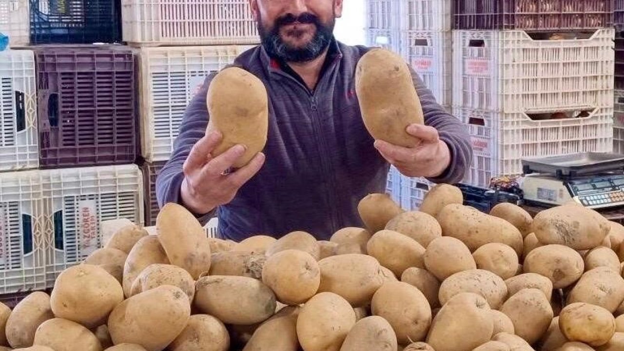 Dev patatesler pazarın ilgi odağı oldu