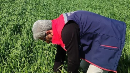 Didim’de hububat ekili araziler temiz çıktı