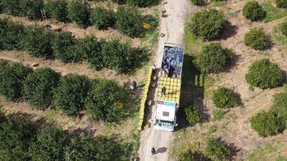 Dikenli limon üreticinin yüzünü güldürdü