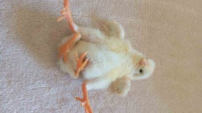 Diyarbakır’da dört ayaklı civciv şaşırttı