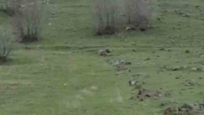 Diyarbakır’da kurt sürüsü görüntülendi