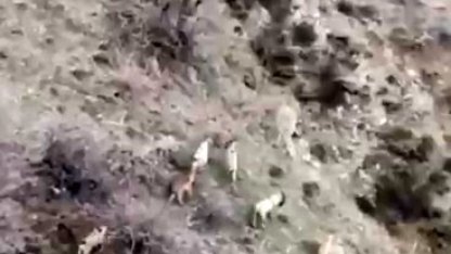 Diyarbakır’da popülasyonu hızla artıyor: Dağ keçileri sürü halinde görüntülendi