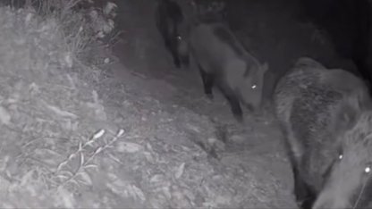 Diyarbakır’da yaban hayvanları foto kapana yakalandı